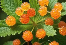 cloudberry
